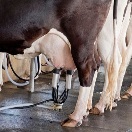 Preço do leite cai em Minas 