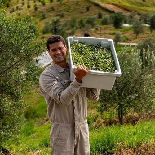 Azeite mineiro é 3º melhor do mundo 