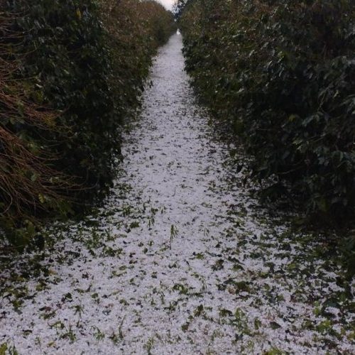 Sistema Faemg Senar orienta produtores afetados por granizo 