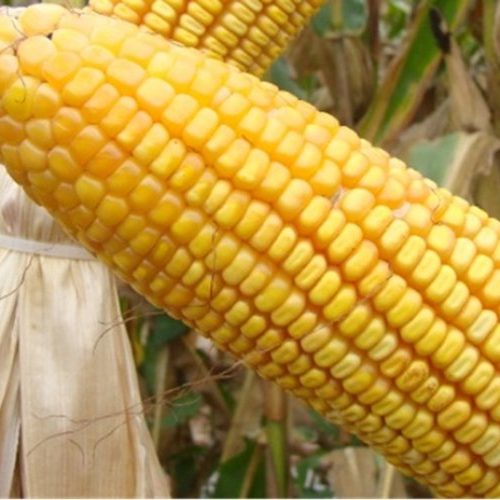 Triângulo se destaca na produção de milho 