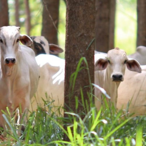 Sistema Faemg Senar lança Informativo de Pecuária de Corte 