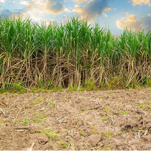 Valor da produção agrícola cresce em Minas 