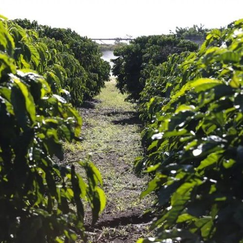 Triângulo entre os maiores produtores 