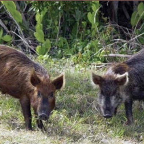 Lei autoriza controle populacional do javali&europeu 