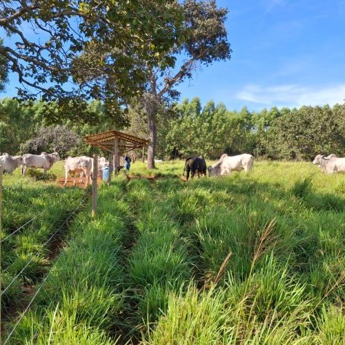 Forrageiras mostram alto desempenho no semiárido 