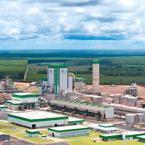 Fábrica impulsiona produção de celulose 