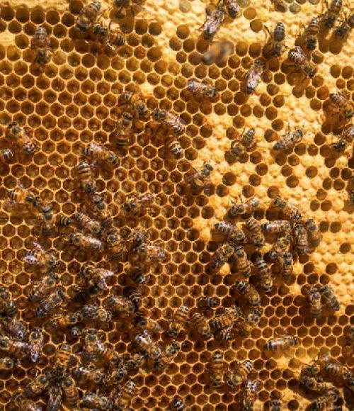 Apicultura ganha novo curso de capacitação do Senar Minas 