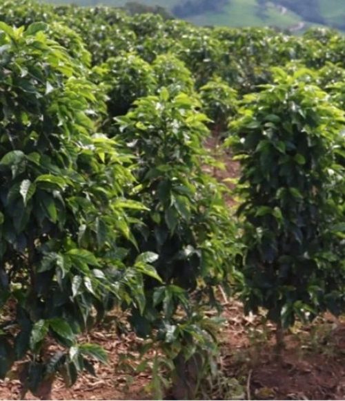 Saca de café mineiro alcança R$ 90 mil 