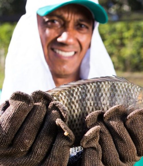 Mesmo com alta produção, Minas Gerais passa a importar tilápia pela primeira vez em quase 30 anos 