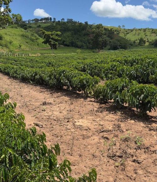 Minas Gerais amplia produção de café conilon e fortalece diversificação no campo 