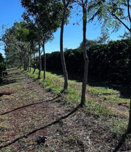 Cooperativa vende crédito de carbono 