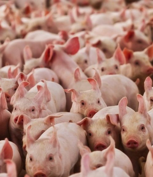 Suinocultura mineira enfrenta prejuízos 