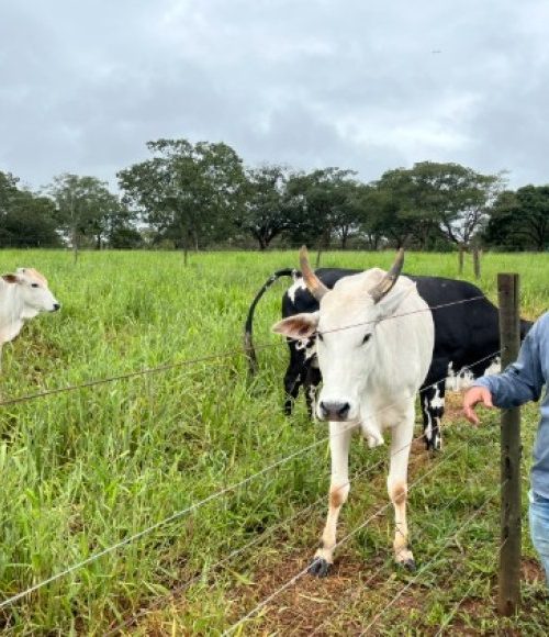Agro + Verde recupera 3.300 hectares no oeste de Minas Gerais 