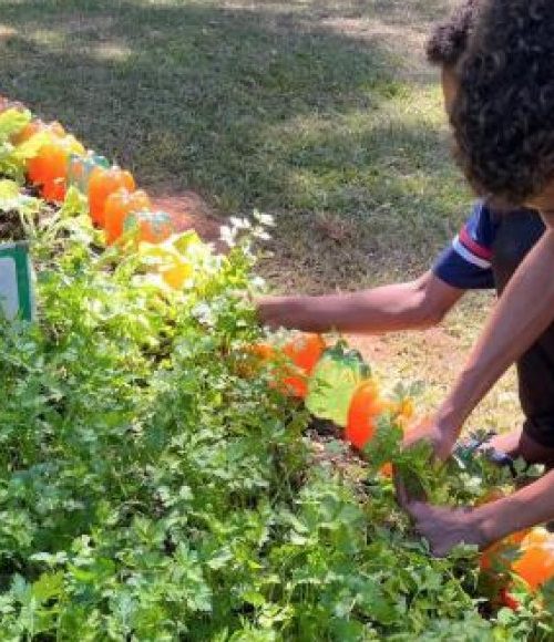 Agro na Escola une educação e prática no campo em Belo Oriente 