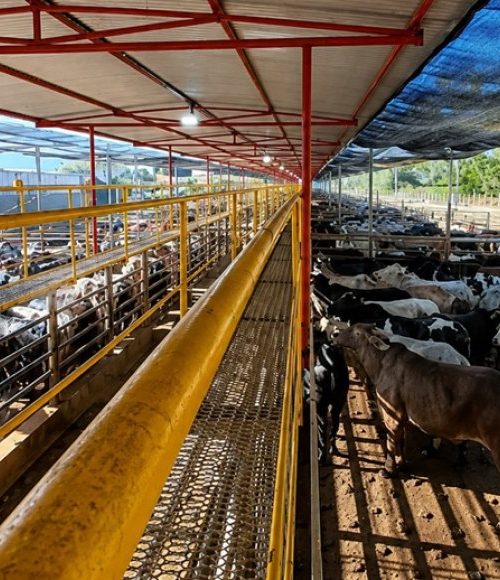 Frigorífico mineiro reabilitado para a China 