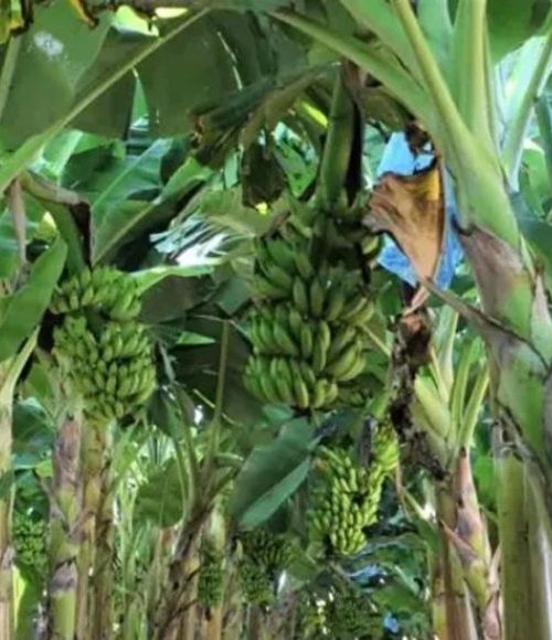 Produção de frutas avança na Zona da Mata 