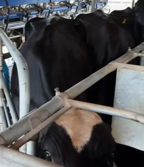 Potência leiteira enfrenta saída de produtores 