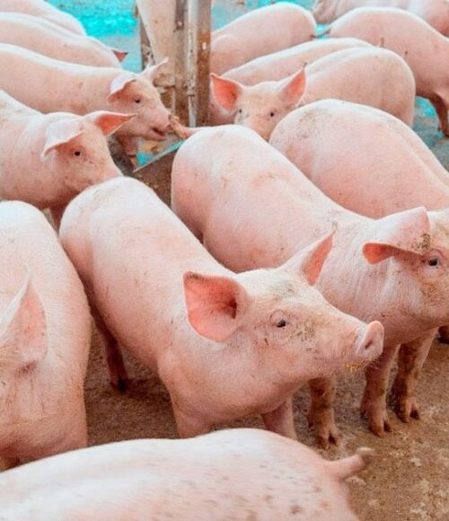 Preço do suíno cai 32% em Minas 