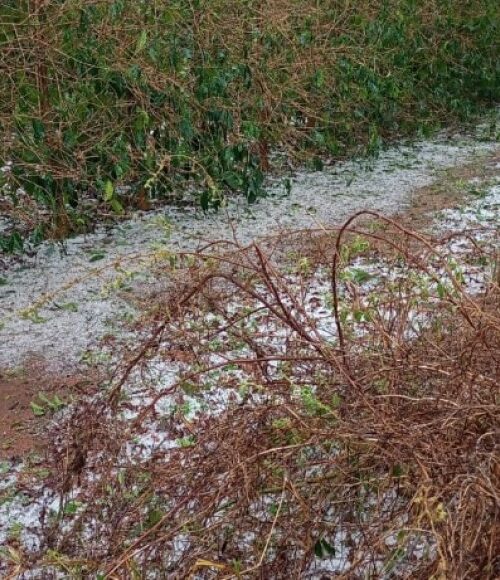 Prejuízos por chuva e granizo: veja o que o produtor deve fazer para comprovar perdas 