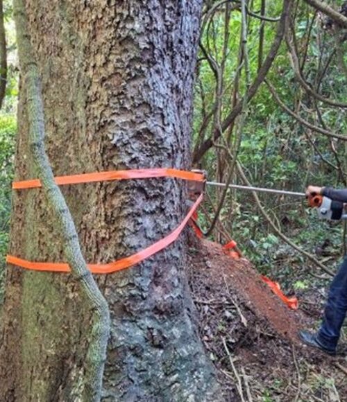 Estudo revela segredo de árvores centenárias 