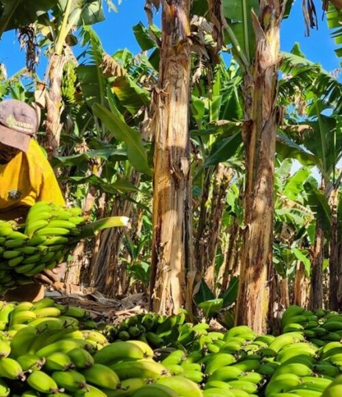 Fruticultura avança em Minas Gerais 